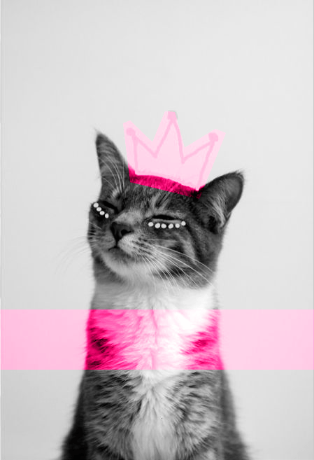 Concurso Catlovers !!